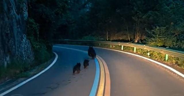 罕见！3只野生黑熊“全家出游”，太白山景区：切勿投喂或挑逗