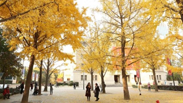 “落叶不扫”上海街头最美秋色中，藏着超大城市的气候解法