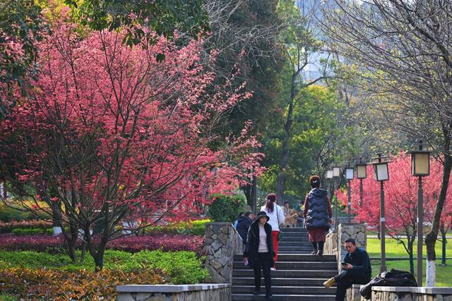 重庆发布城市公园秋冬观花赏叶地图 230余处观赏点一键查询