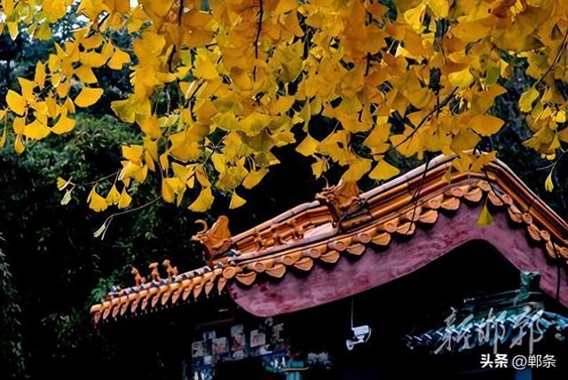 丛台金叶映笑颜 市民乐享好时光