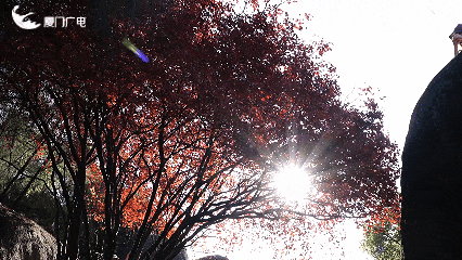 不必北上也能赏红叶？厦门这处打卡点火了！园方紧急提醒→