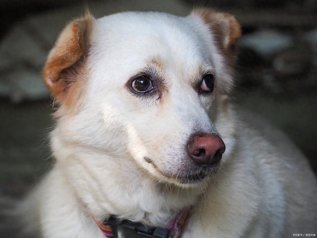 狗狗喂土霉素有什么用吗（狗狗喂土霉素的好处）