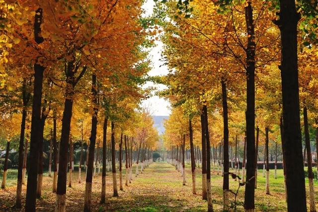 满城“金甲”醉秋风