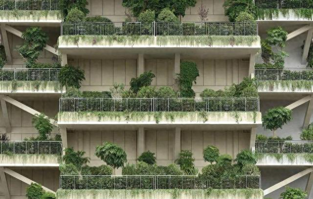 河北一34岁美女，阳台种树，因“太大胆	”而走红	，一般人做不到！