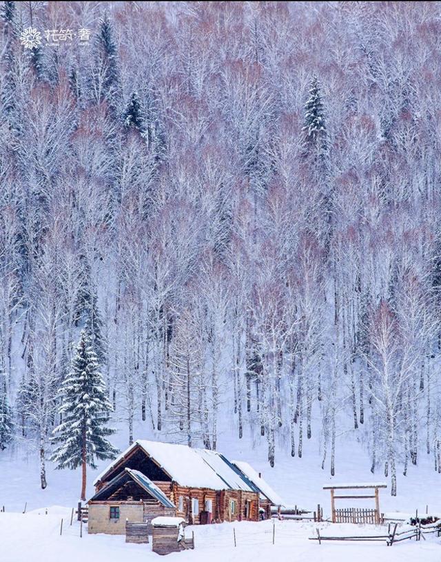 阿勒泰冬日仙境，雪域精灵跳跃，我被这片童话世界震撼了
