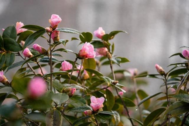 美人梅、茶梅已苏醒！在上海这个公园撞入粉色冬天→