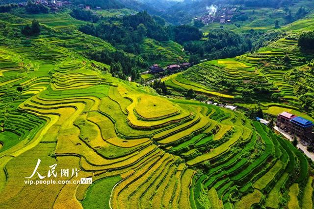 广西融水：秋染苗山“丰”景美