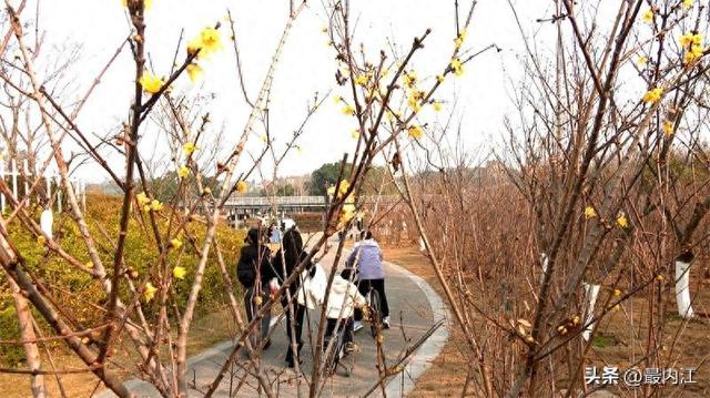 冬日添新香！内江大自然湿地公园新植千株蜡梅初绽