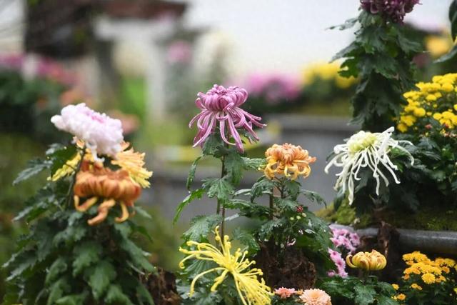 中山秋韵，菊映盛世！南京中山植物园2025金秋菊展清雅启幕