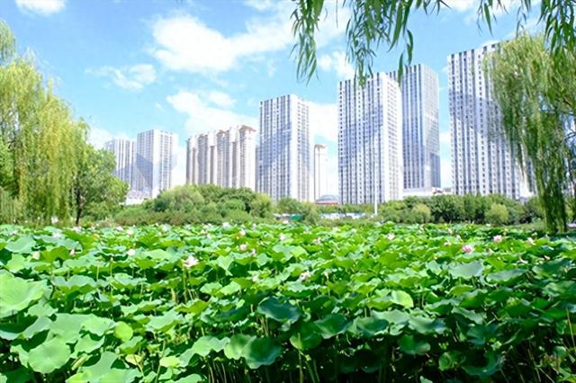 陆羽公园盛夏“荷”你有约 满池芳华醉心田