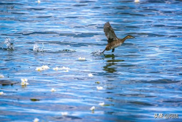 洱海鸟事之:幸福的黑水鸡和䴙䴘,在这里可敞吃国家二级保护植物