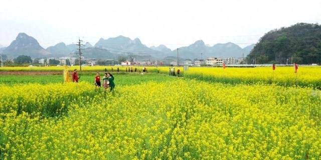 花海与“村BA”共舞！柳江春节文旅市场“热力全开”