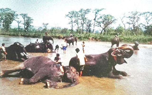 林中漫游——寻访野生动物
