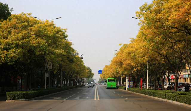 金黄的银杏、火红的枫叶……邢台市区秋叶观赏指南来了！