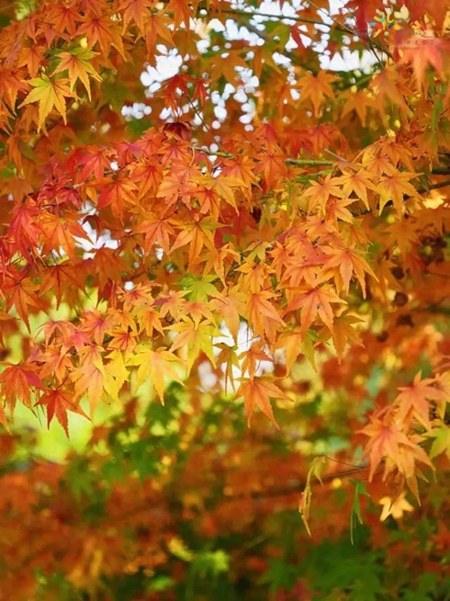 周末去打卡丨红了！吴江追“枫”宝典请收藏