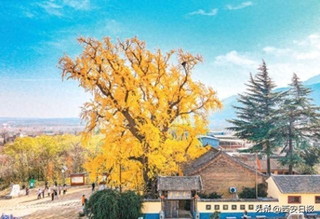 满树鎏金惊艳初冬