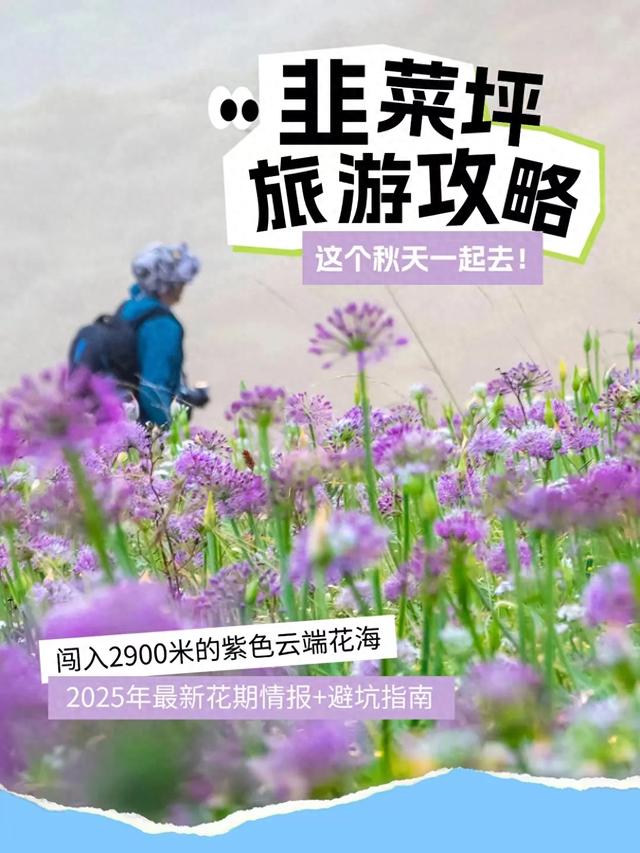 贵州韭菜坪游玩攻略 | 闯入2900米紫色云端花海