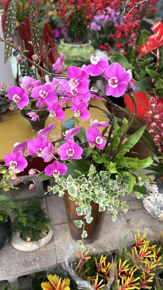 承载珠海人年味记忆的老地方，如何变身湾区文旅打卡地？