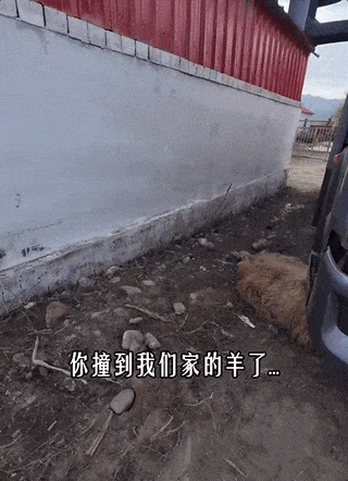 游客在阿勒泰自驾撞伤小羊，牧民：跟我走……