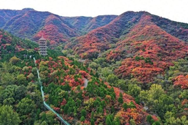 漫山红叶如燃似霞，济南红叶谷迎来最佳观赏期