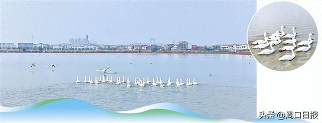 龙湖国家湿地公园成为候鸟栖息地