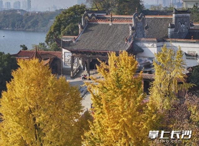 美不胜收！长沙县藏着一个五彩斑斓的秋丨组图