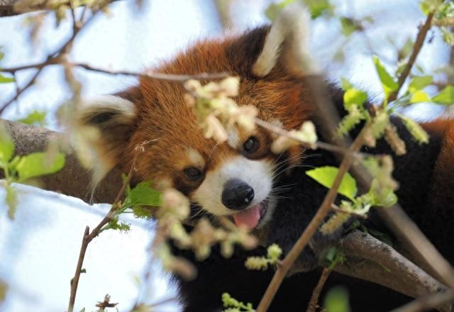 @浙江中小学生，全国多家5A景区邀你春假免费游