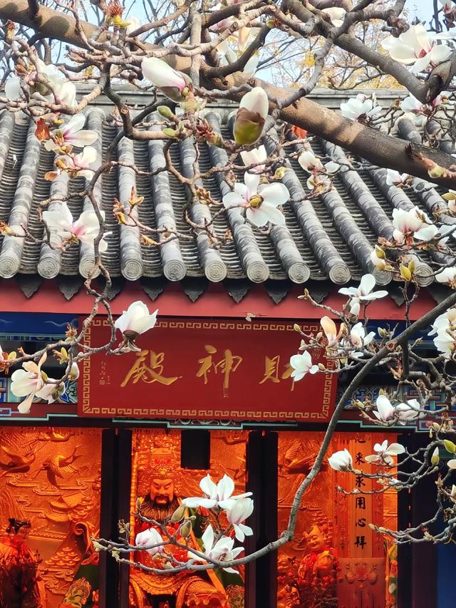 闹市花信·古观玉兰——走进一道门，从2025年跌进宣德年春天