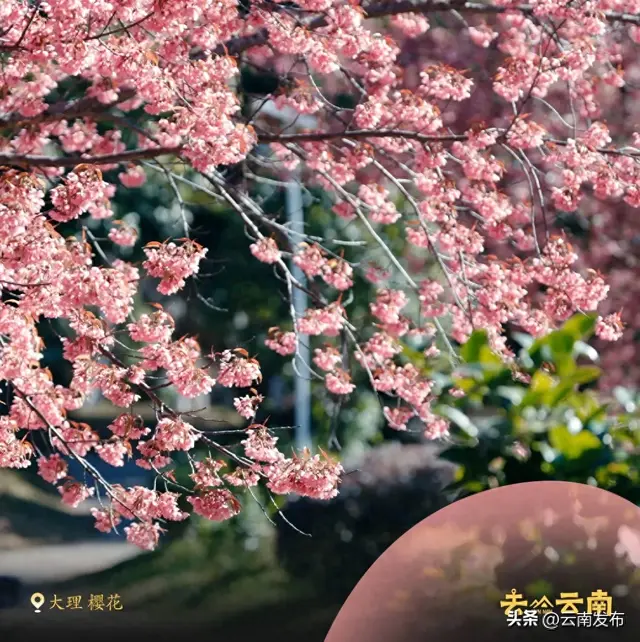 3月来云南赏春日繁花！