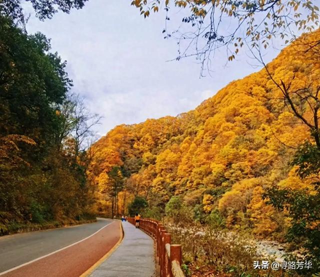 晨光下,米仓山的秋色在眼前一点点展开