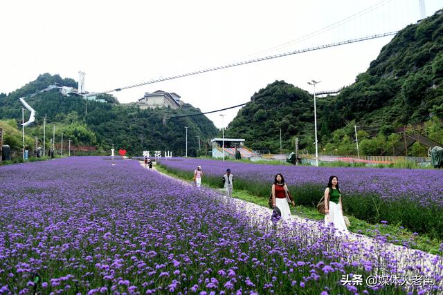 六盘水梅花山雪道变“紫色花海”避暑纳凉添新景