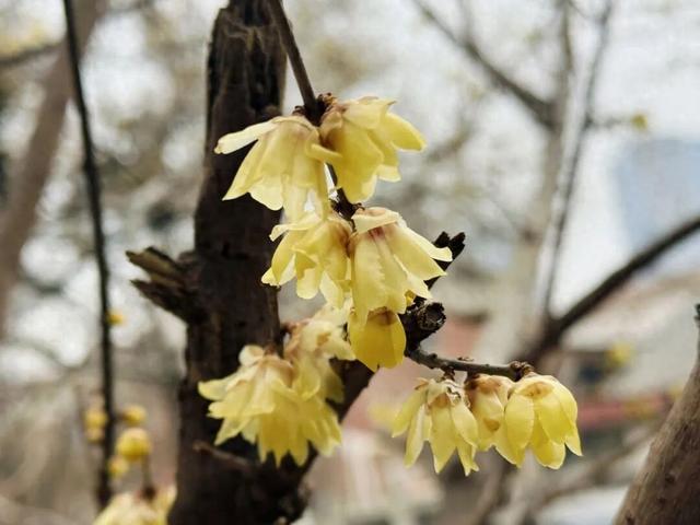 探春大理道！腊梅花提前绽放 春日限定美景上线