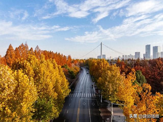 江心洲的梧桐大道，绝美