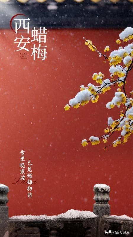 暗香浮动古城间 西安蜡梅迎冬绽放