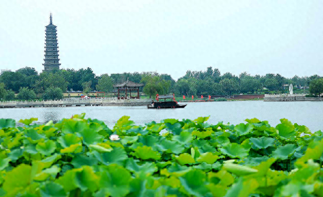 无棣古城荷花湾：乘舟碧波上 游客画中游