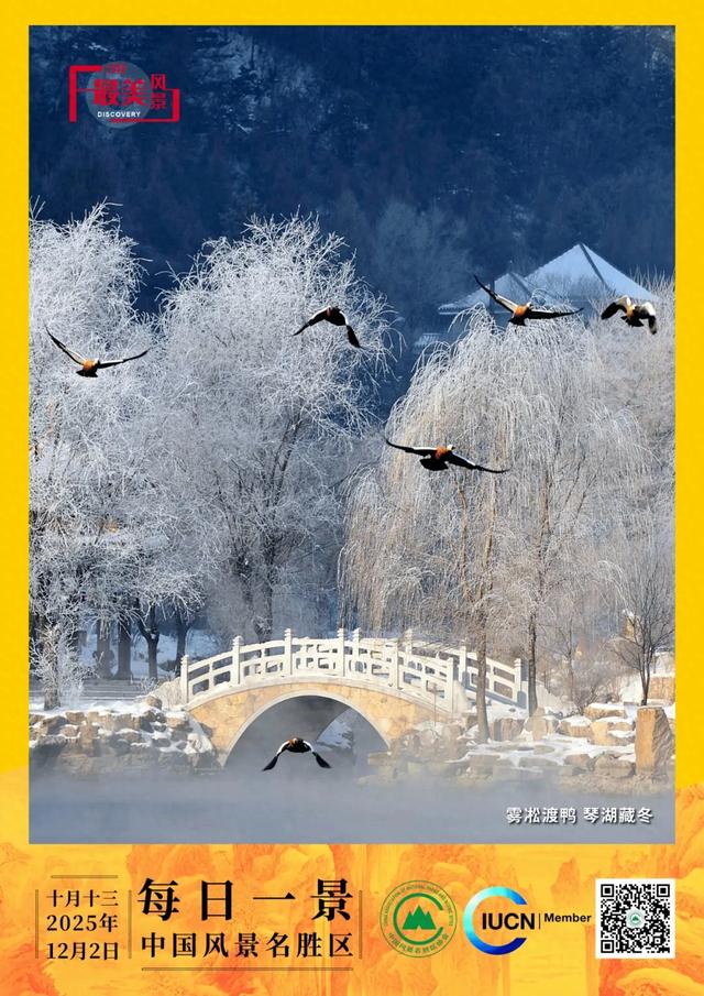 每日一景 | 雾凇渡鸭 琴湖藏冬