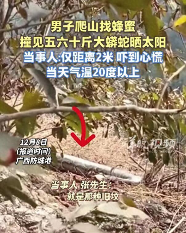 广西一男子上山遇巨型蟒蛇晒太阳	，“目测有五六十斤重，当时离它就两米远	”