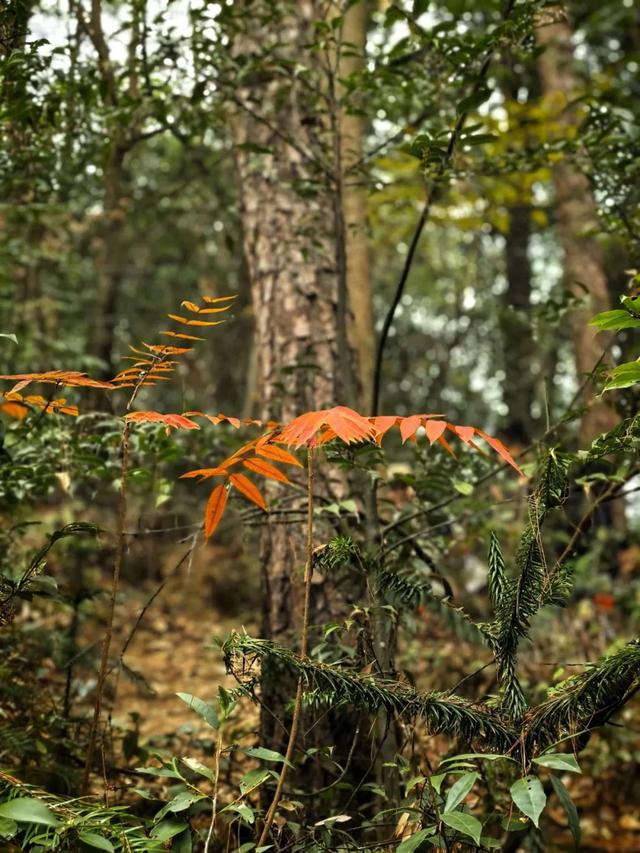 为什么越来越多的人喜欢爬山了?