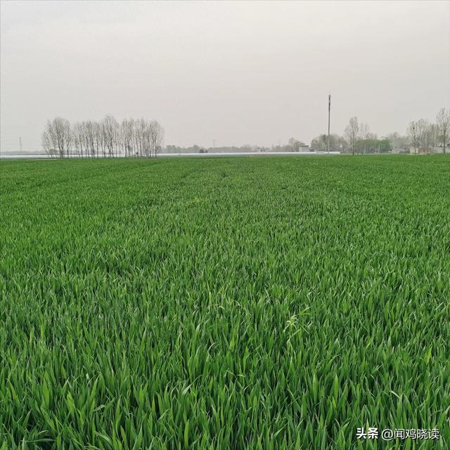 今年村里“包粮大户”的心态崩了：前几年挣的钱，今年赔得差多了
