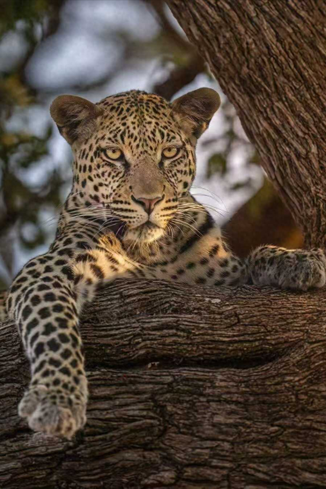 非洲5国连穿！23天Safari感受震撼的生命力，每一天都是人生限定