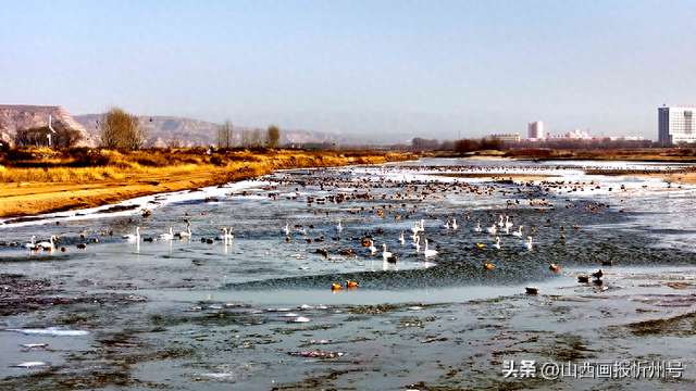 黄河河曲段流凌与天鹅共舞 冬日美景见证生态和谐