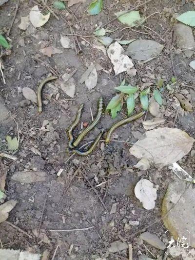 合肥大蜀山出现大量“怪虫”？专家：无害，不用怕