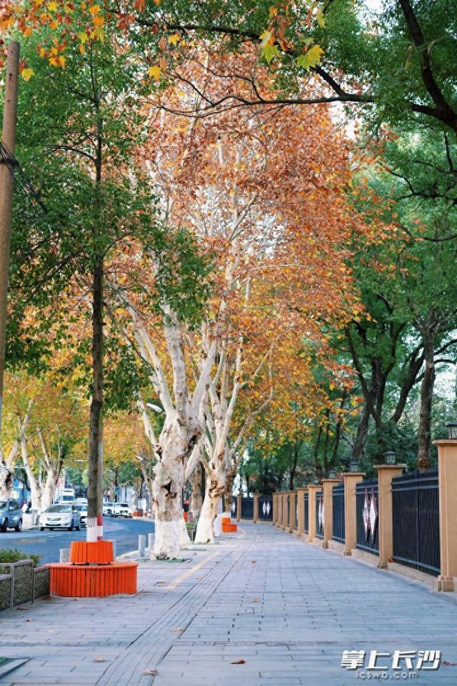 长沙“最美梧桐路”添便民观景座 坐看横塘残月梧桐洒金