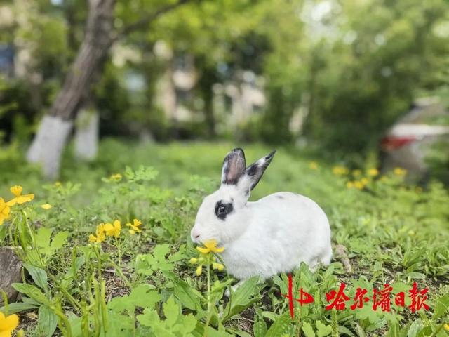 灰兔子逃脱攻略（哈尔滨松北一小区宠物兔越狱两年繁育四代）