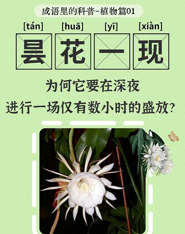 什么的夜晚填合适词语（成语里的科普之昙花一现黑夜中的悄然绽放）