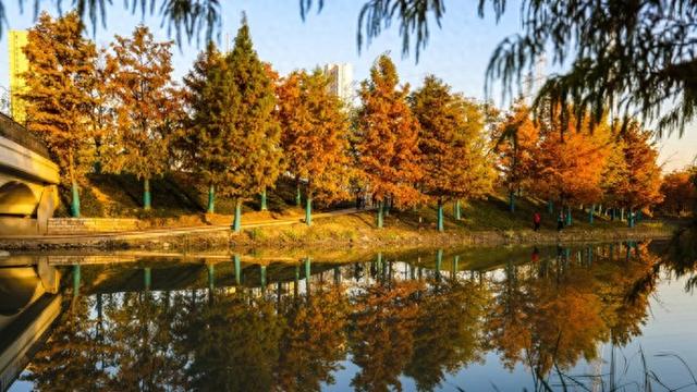 新晋秋日“顶流”美图来袭！魔都阿勒泰未开先火，落羽杉迎来最绚烂时刻