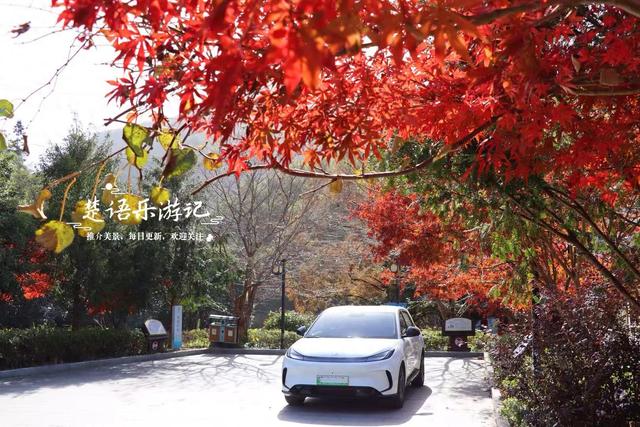 这里不愧是文化名村与景区村庄，银杏与红枫相映，美得一塌糊涂