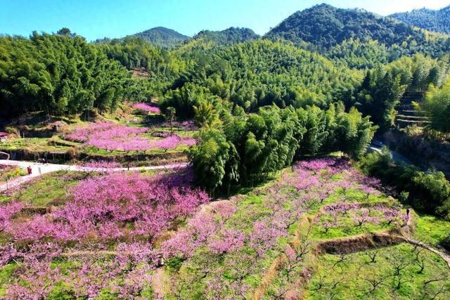 美出圈！三明永安千亩桃花上线