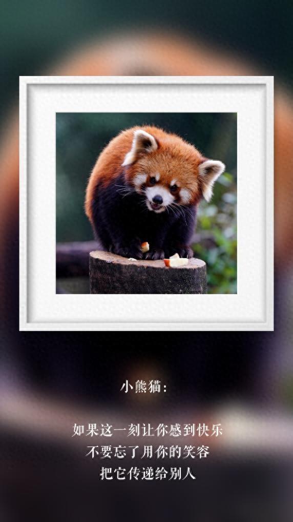 开心动物王国（世界微笑日丨那些天生爱笑的萌物们）
