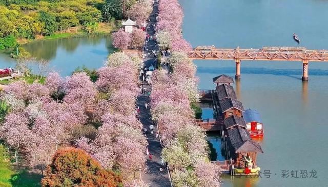 海珠湿地3月不闭园!宫粉紫荆+樱花,遛娃赏花全攻略